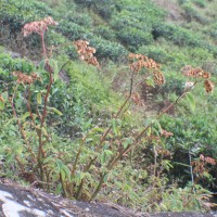 <i>Begonia ulmifolia</i>  Willd.